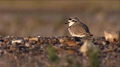 Snowy-Plover-(Charadrius-Alexandrinus)-On-Stony-Surface-Also-Grooming-then-Running-2013