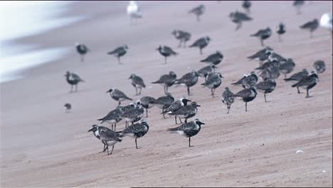 Group-Of-Several-Blackbellied-Plover-(Pluvialis-Squatarola)-On-Beach-Fly-Off-2013