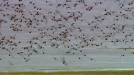 A-Flock-Of-Least-Sandpiper-(Calidris-Minutilla)-Flying-From-the-Beach-2013