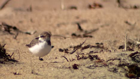 A-Plovers-(Charadriidae)-By-themselves-On-Sand-2013