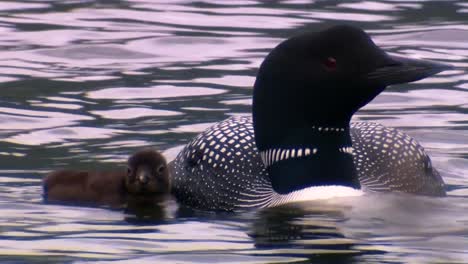 Common-Loon-(Gavia-Immer)-Swimming-With-Chick-On-Back-2013