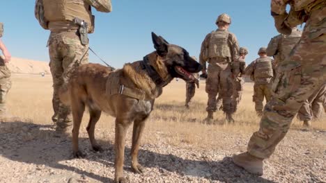 Us-Soldiers-2th-Infantry-Division-And-Military-Working-Dogs-Conduct-A-Team-Livefire-Exercise-At-Al-Asad-Air-Base-Iraq-2