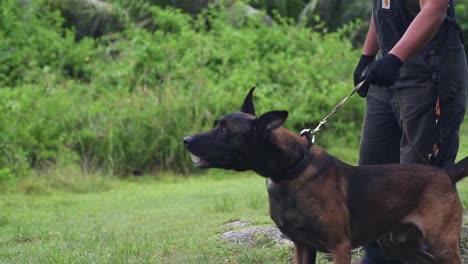 Flieger-Demonstrieren-Hundetraining-Übungen-Und-Fähigkeiten-Der-Sicherheitskräfte-Hundeeinheit-Andersen-Air-Force-Base-Guam-2