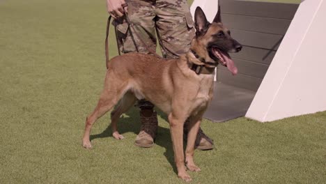 Belgischer-Schäferhund-Trainiert-Mit-Seinen-Sicherheitskräften-Fliegerführer-Auf-Dem-Luftwaffenstützpunkt-Mountain-Home