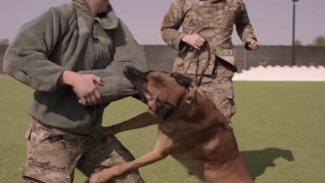 Belgischer-Schäferhund-Trainiert-Mit-Seinen-Sicherheitskräften-Airman-Handler-Am-Mountain-Home-Air-Base