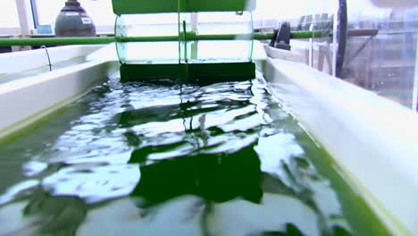 Algae-Is-Developed-And-Used-As-A-Biofuel-1