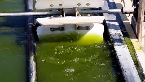 An-Outdoor-Algae-Farm-Develops-Biofuel-1