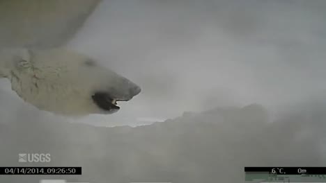 Go-Pro-Footage-Attached-To-A-Polar-Bear-1