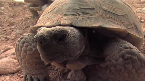 Vom-Aussterben-Bedrohte-Wüstenschildkröten-Hautnah