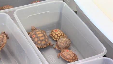 Researchers-From-The-Usgs-Work-With-Endangered-Desert-Tortoises-1