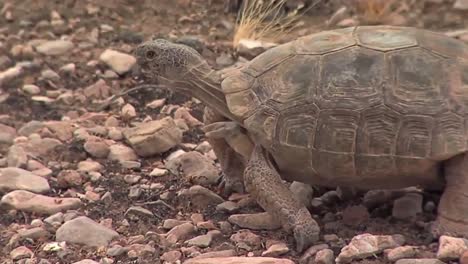 Vom-Aussterben-Bedrohte-Wüstenschildkröten-In-Ihrer-Heimat