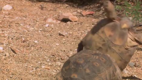 Vom-Aussterben-Bedrohte-Wüstenschildkröten-In-Ihrem-Natürlichen-Lebensraum-1
