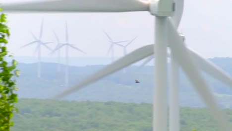 Birds-Fly-Through-A-Wind-Energy-Farm