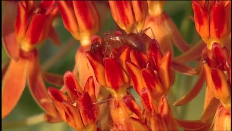 An-Ant-Crawls-Across-A-Red-Plant