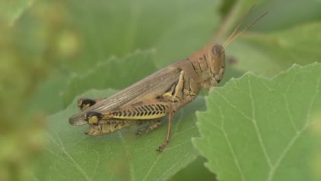 A-Grasshopper-Sits-On-A-Green-Leaf