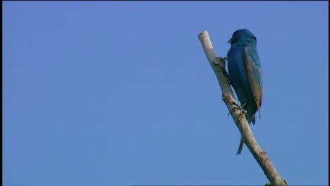 A-Bluebird-Singing-In-A-Tree