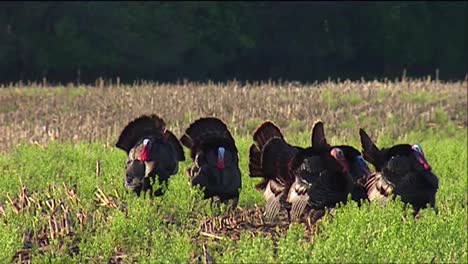 Wild-Turkeys-In-The-Fields-1