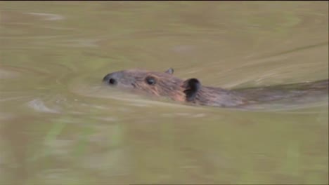 A-Beaver-Swims-In-A-River-And-Chews-On-A-Tree-Trunk