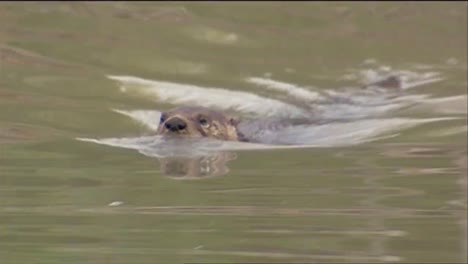 A-Beaver-Swims-In-A-River