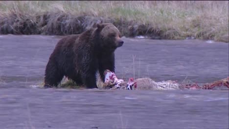 A-Bear-Stands-In-A-Stream-Or-River-Feeding-On-A-Carcass