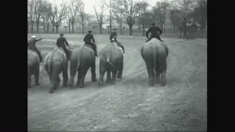 Elephants-Are-Raced-For-Sport-In-Ohio-In-1935