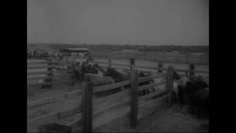The-Wild-Horses-Of-Chincoteague-Island-Are-Sent-To-Virginia-To-Be-Sold-In-1959