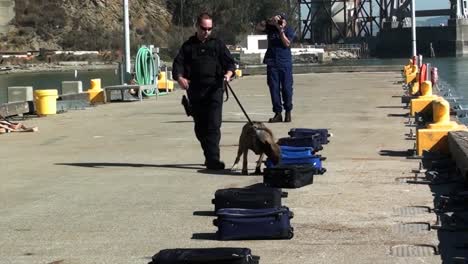 Ein-Polizist-Trainiert-Einen-Bomben--Oder-Drogenschnüffelhund