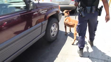 A-Canine-Unit-Patrols-Cars-Along-The-San-Ysidro-Border-Crossing-Between-The-Us-And-Mexico-3