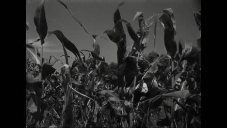 Laborers-Work-In-The-Corn-Fields-In-Nebraska-In-1945-1