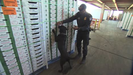 US-Grenzschutzbeamte-Benutzen-Hunde,-Um-Landwirtschaftliche-Produkte-Zu-Erschnüffeln,-Die-Die-Grenze-Zwischen-Den-USA-Und-Mexiko-überschreiten