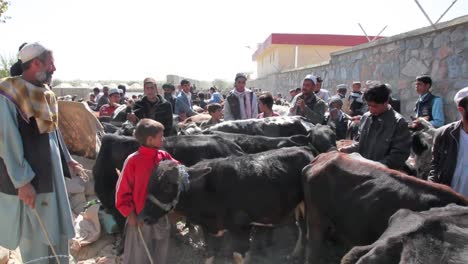 Ein-Rindermarkt-In-Afghanistan