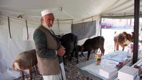 Veterinarians-Treat-Cattle-And-Sheep-In-A-Rural-Community-In-Afghanistan