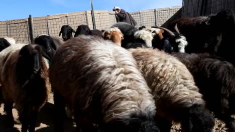 Veterinarians-Treat-Goats-And-Sheep-In-A-Rural-Community-In-Afghanistan