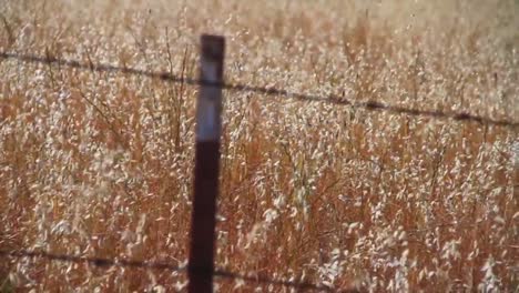 Slow-Moving-Shot-Along-A-Barbed-Wire-Fence-With-Blowing-Wheat-Fields-Background