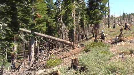 A-Forest-Service-Crew-Chops-Down-Dead-Trees