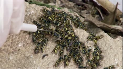 Researchers-At-The-National-Science-Foundation-Study-Yellowjackets-And-Wasps-In-The-Lab-To-Better-Understand-Their-Community-Relationships
