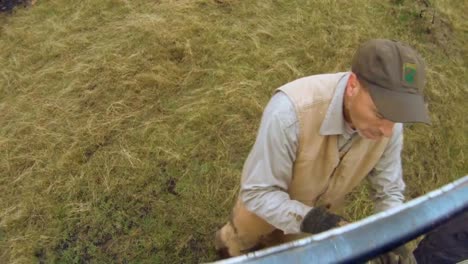 Bighorn-Sheep-Are-Released-Into-The-Wild-By-Wildlife-Biologists