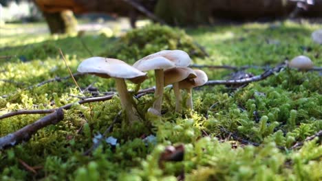 Pilze-Wachsen-Auf-Dem-Waldboden
