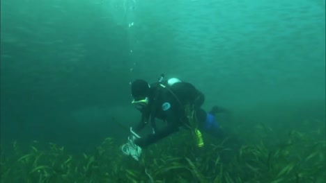 Divers-Replant-Eel-Grass-On-The-Ocean-Floor-In-The-Channel-Islands-California