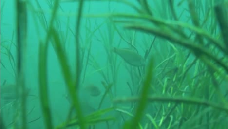Divers-Replant-Eel-Grass-On-The-Ocean-Floor-In-The-Channel-Islands-California-1