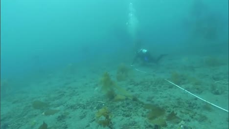Divers-Replant-Eel-Grass-On-The-Ocean-Floor-In-The-Channel-Islands-California-2