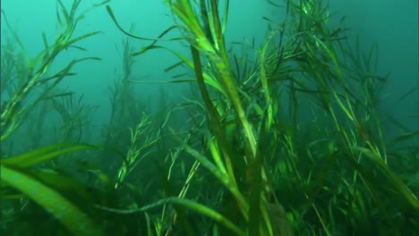 Divers-Replant-Eel-Grass-On-The-Ocean-Floor-In-The-Channel-Islands-California-3