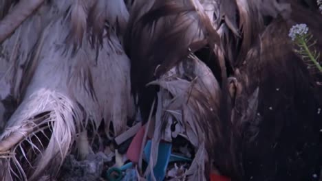 Shot-Of-Marine-Litter-Trash-Junk-And-Debris-Found-Inside-Dead-Bird-Along-Hawaii-Beaches
