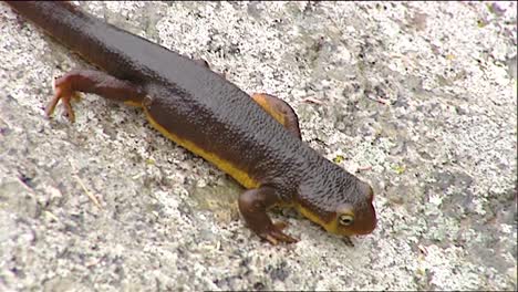 A-Rough-Skinned-Newt-Salamander-Walking-In-The-Wild