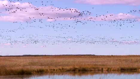Thousands-Of-Birds-Migrate-Across-A-Wetland-Marsh-Region-In-North-America