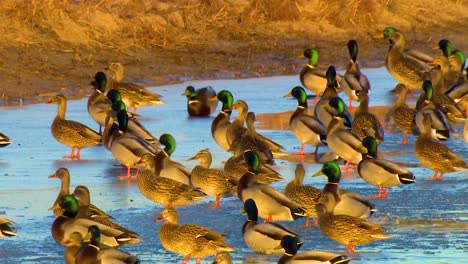 Mallard-Ducks-Congregate-In-A-Flock-On-A-Protected-Wetland-Area-In-North-America
