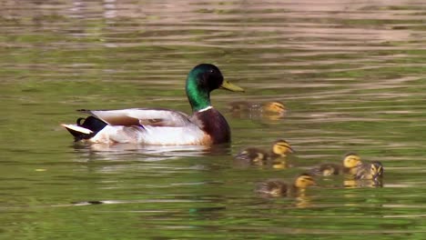 A-Mallard-Duck-And-Baby-Chicks-Swim-In-A-Protected-Wetland-Area-In-North-America