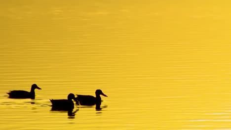 Enten-Schwimmen-In-Silhouette-Auf-Goldenem-Wasser-In-Einem-Geschützten-Sumpf-Oder-Sumpf-In-Nordamerika-North