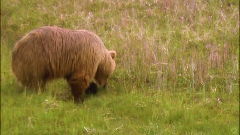 A-Brown-Bear-Walks-In-The-Wild-In-North-America