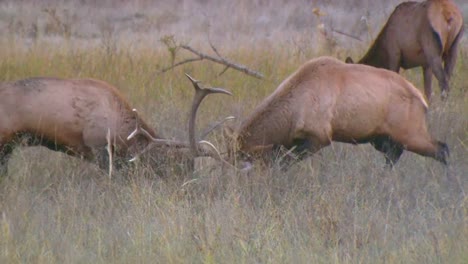 Bull-Elk-Deer-Engage-In-Battle-Locking-Horns-And-Antlers-In-Display-Of-Dominance